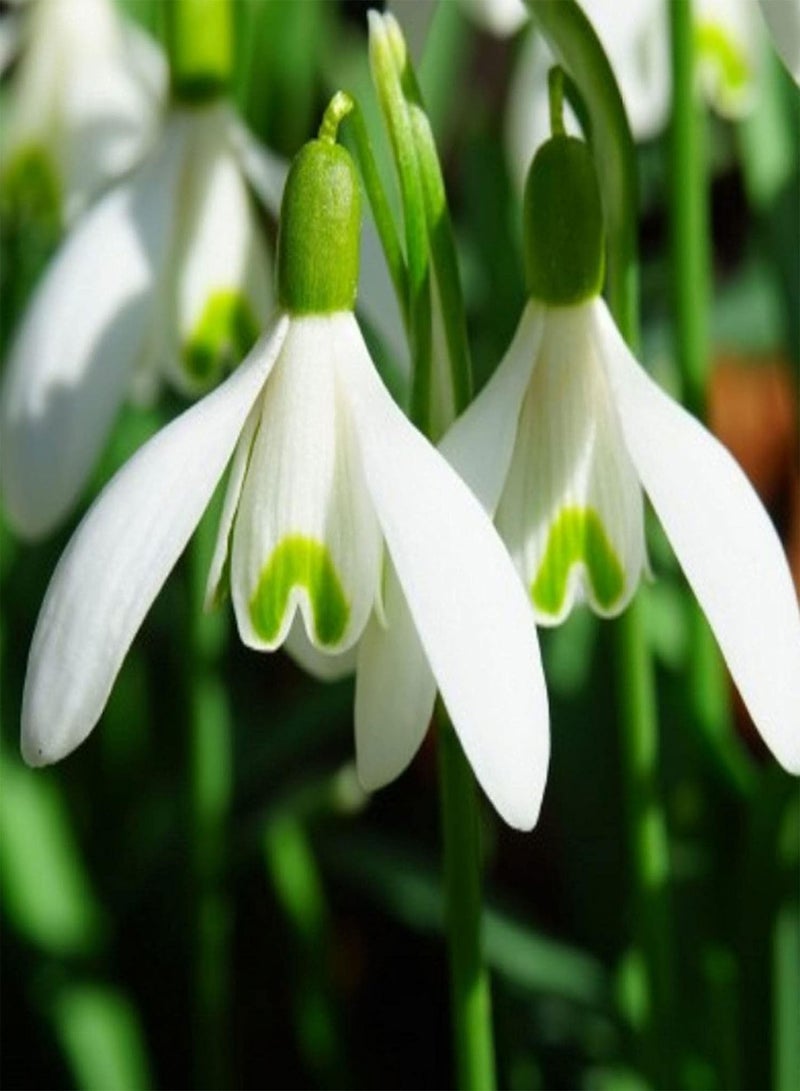 GGOOT Flower Seeds for Planting 300Pcs/Bag Snowdrop Galanthus Seeds Wonderful Deciduous Fast Growing Landscaping Flower Seeds for Balcony Flower Seeds for Home - Image 5