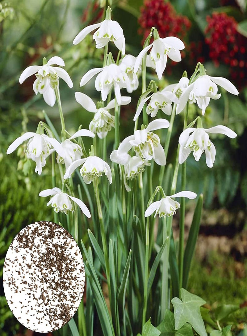 GGOOT Flower Seeds for Planting 300Pcs/Bag Snowdrop Galanthus Seeds Wonderful Deciduous Fast Growing Landscaping Flower Seeds for Balcony Flower Seeds for Home - Image 1