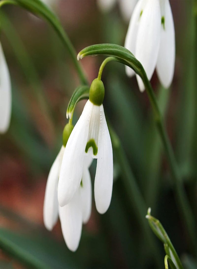 GGOOT Flower Seeds for Planting 300Pcs/Bag Snowdrop Galanthus Seeds Wonderful Deciduous Fast Growing Landscaping Flower Seeds for Balcony Flower Seeds for Home - Image 4