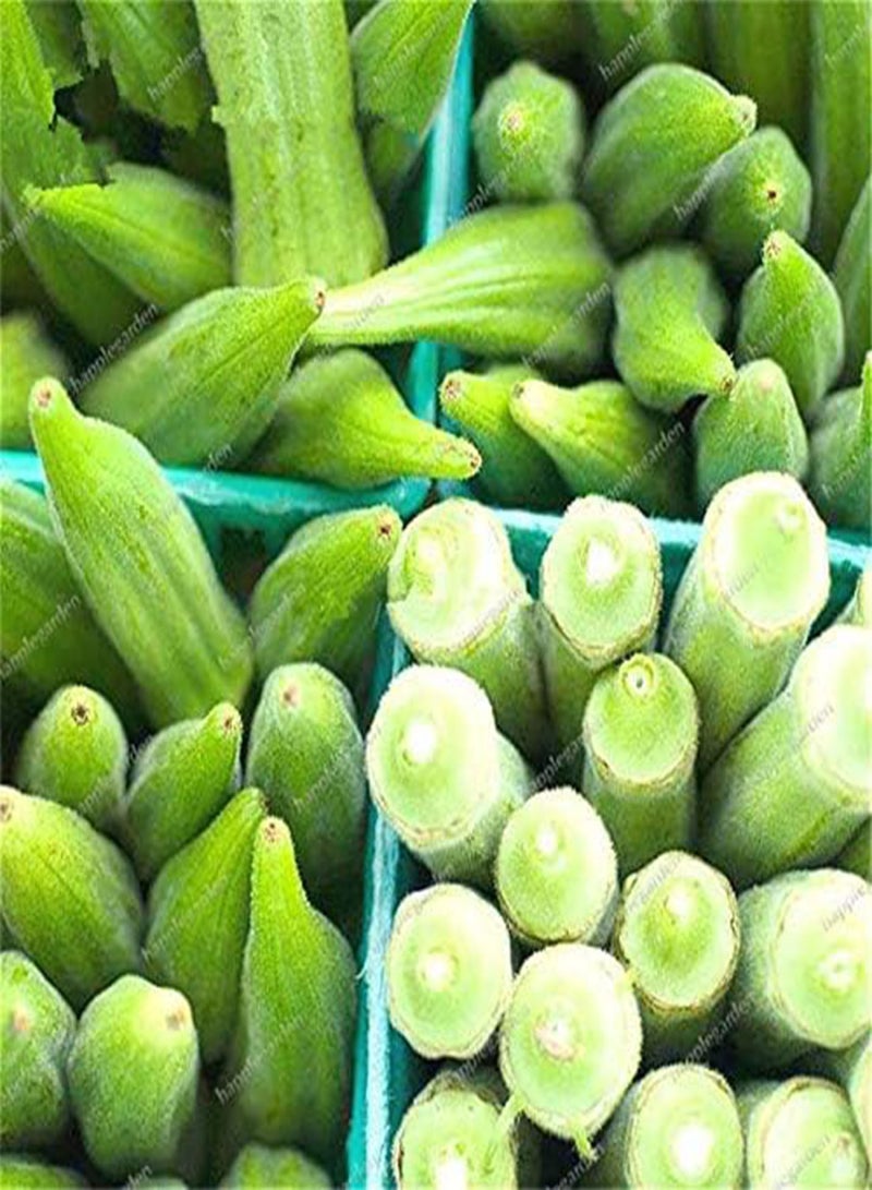 GGOOT New 200 pcs Okra Vegetable Seeds for Gardening Dark red - Image 3