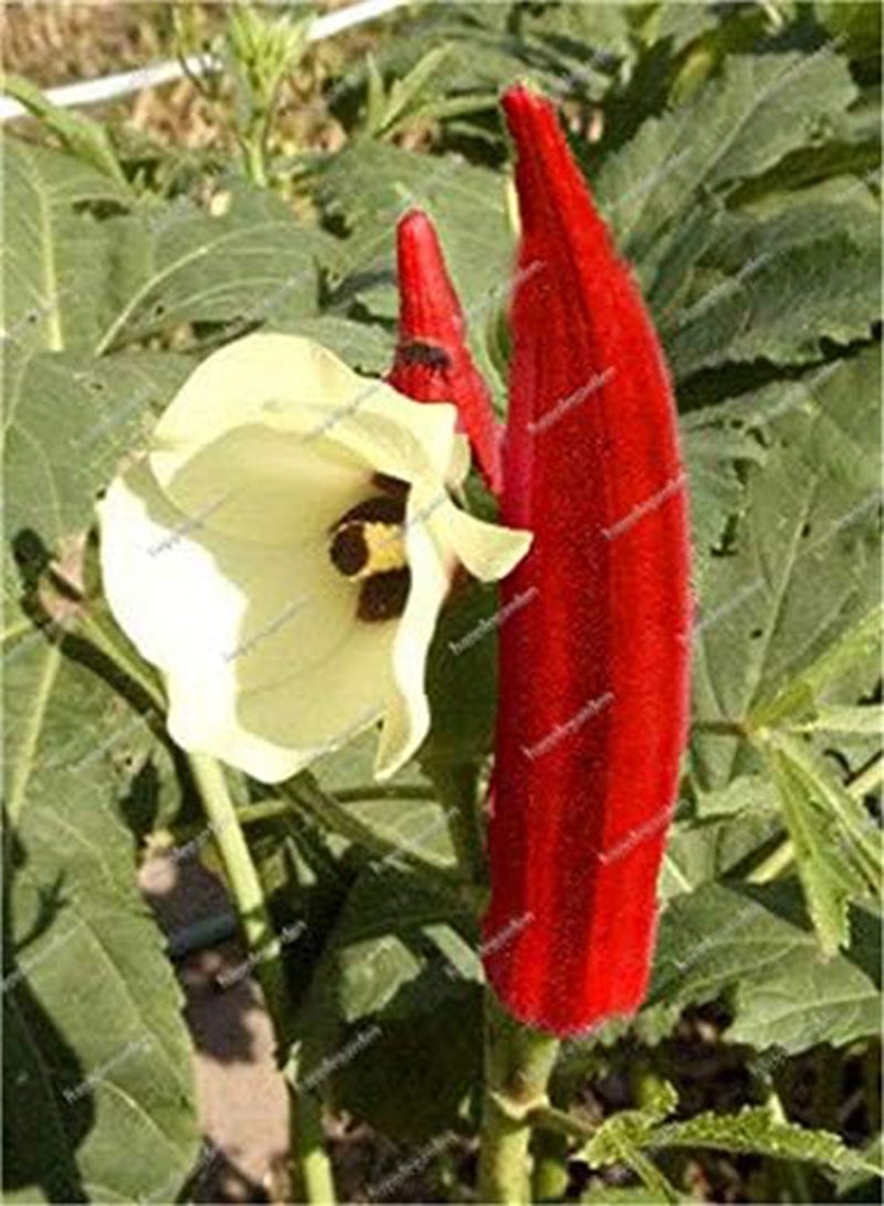 GGOOT New 200 pcs Okra Vegetable Seeds for Gardening Dark red - Image 1