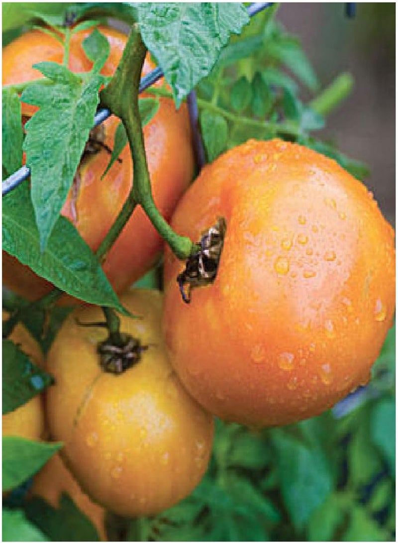 جي جوت - 10 بذور خضراوات/فواكه من نوع طماطم وبرتقال ويلينغتون F1