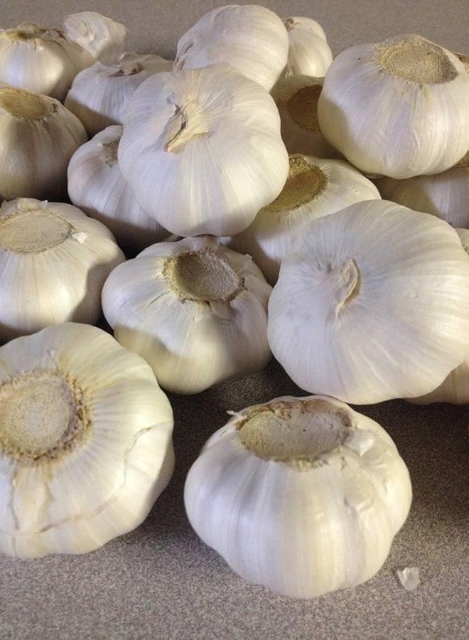 PILESTONE Garlic Seed Bulbs, Large Cloves, Cold Hardy, Bold Flavor (5) - Image 2