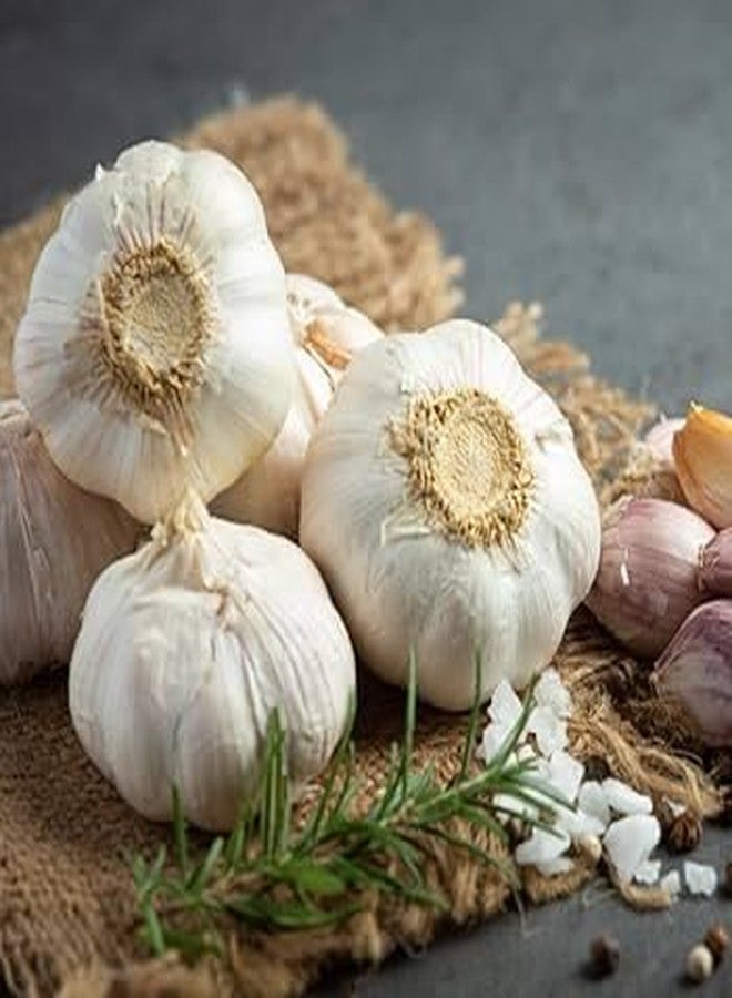 PILESTONE Garlic Seed Bulbs, Large Cloves, Cold Hardy, Bold Flavor (5) - Image 3