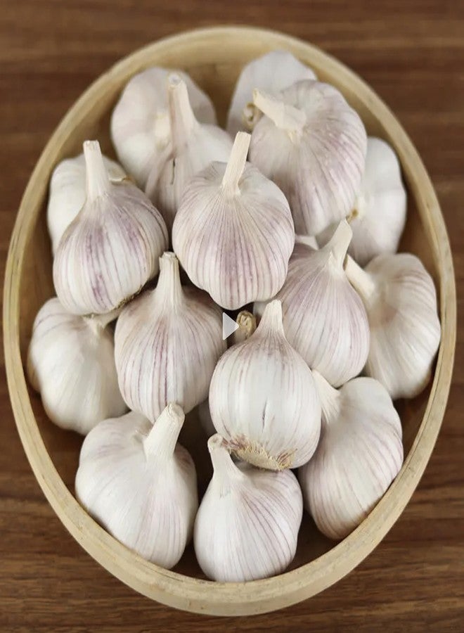PILESTONE Garlic Seed Bulbs, Large Cloves, Cold Hardy, Bold Flavor (5) - Image 1