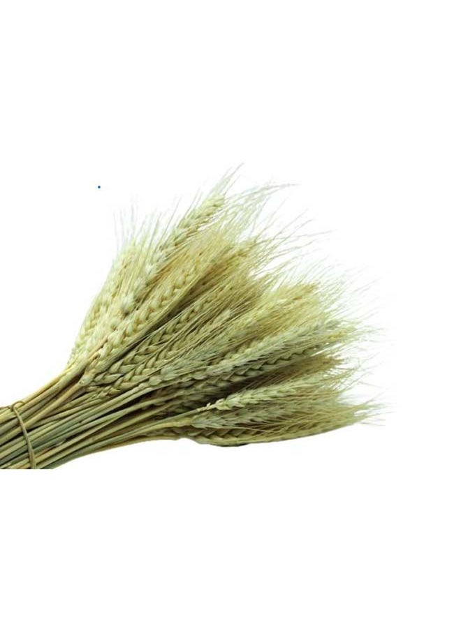 Generic Natural Dried Multi-Coloured Wheat Grass Bouquet Bundle (25, Natural)  - Image 1