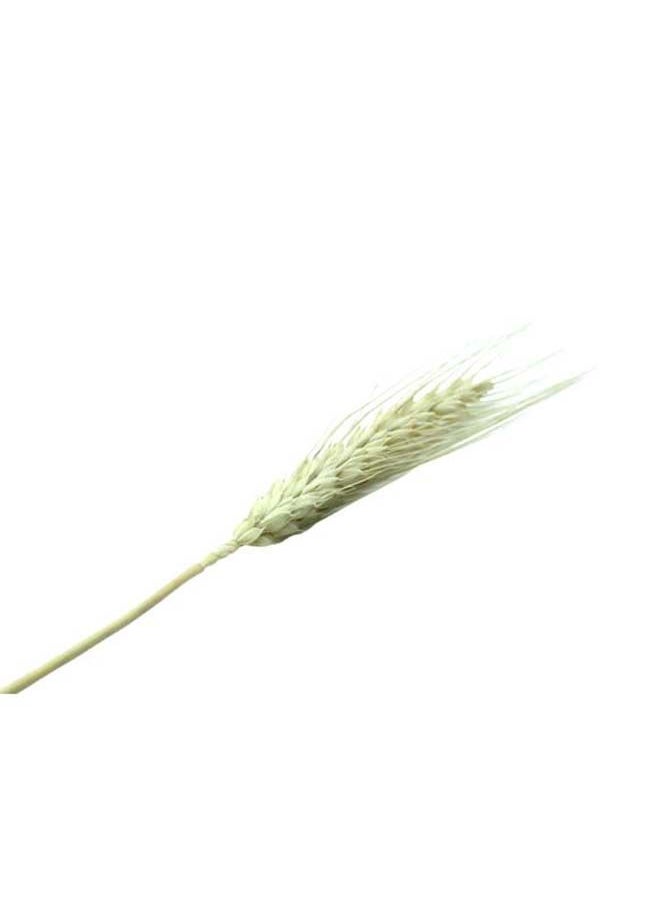 Generic Natural Dried Multi-Coloured Wheat Grass Bouquet Bundle (25, Natural)  - Image 2