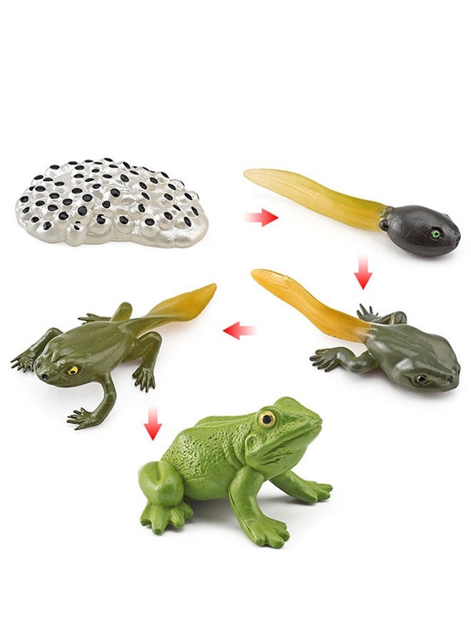 5 Piece Set Of Frog Growth Cycle Model Figures, Realistic Animal Figurines, Animal Growth Cycle Biological Models, Realistic Frog Life Cycle Model Set, Suitable For Children'S Education, Learning Gi - Image 1