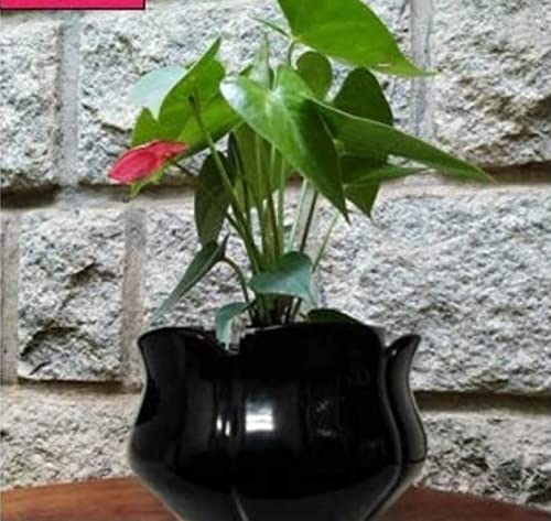 Niyara Lotus Shape Ceramic planters Pot for Indoor Outdoor Home,Garden Office Decor Balcony Flower Size- Medium 17 cm (Black) - Image 1