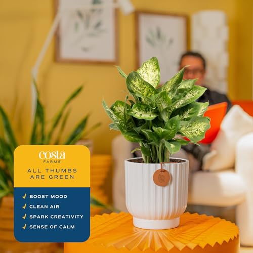 Costa Farms Dieffenbachia, Dumb Cane Live Plant in Decorative Pot, Easy to Maintain Indoor Houseplant, Perfect for Home, Room, or Office Decor, Great House Warming or Birthday Gift, 12-18 Inches Tall - Image 5