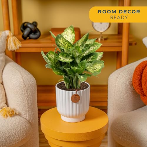 Costa Farms Dieffenbachia, Dumb Cane Live Plant in Decorative Pot, Easy to Maintain Indoor Houseplant, Perfect for Home, Room, or Office Decor, Great House Warming or Birthday Gift, 12-18 Inches Tall - Image 2