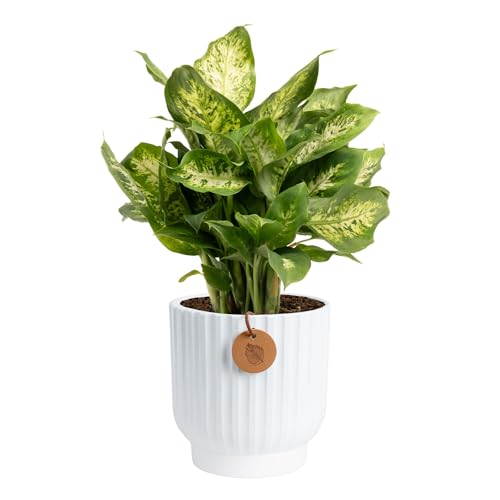 Costa Farms Dieffenbachia, Dumb Cane Live Plant in Decorative Pot, Easy to Maintain Indoor Houseplant, Perfect for Home, Room, or Office Decor, Great House Warming or Birthday Gift, 12-18 Inches Tall - Image 1