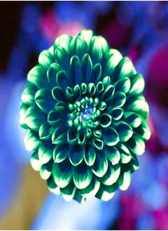 Can be Planted All Year Round/Dahlia Seeds/Perennial Plants/Extraordinary Flowers/Long Flowering period-55 PCS,b