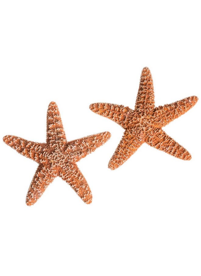 Nautical Crush Trading Sugar Starfish  4"  6" Real Large Brown Sugar Starfish  2 Pack  Real Starfish  Aquarium Natural Decorations  Star Fish For Crafts  Large Starfish  Large Aquarium Decor  Beach Starfish Décor  - Image 2