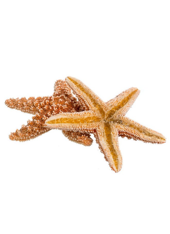 Nautical Crush Trading Sugar Starfish  4"  6" Real Large Brown Sugar Starfish  2 Pack  Real Starfish  Aquarium Natural Decorations  Star Fish For Crafts  Large Starfish  Large Aquarium Decor  Beach Starfish Décor  - Image 1