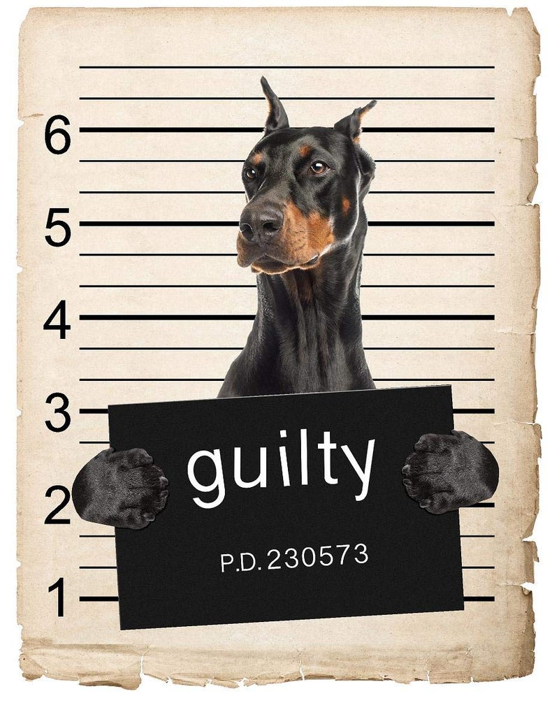 Work House Signs Doberman Pinscher Dog Mugshot Bad Dog Car Bumper Magnet, Magnetic for Refrigerator, Decorative Fridge, Office, Whiteboard, Kitchen, Locker Waterproof Decor, Family & Friends, 4x7 in - Image 1