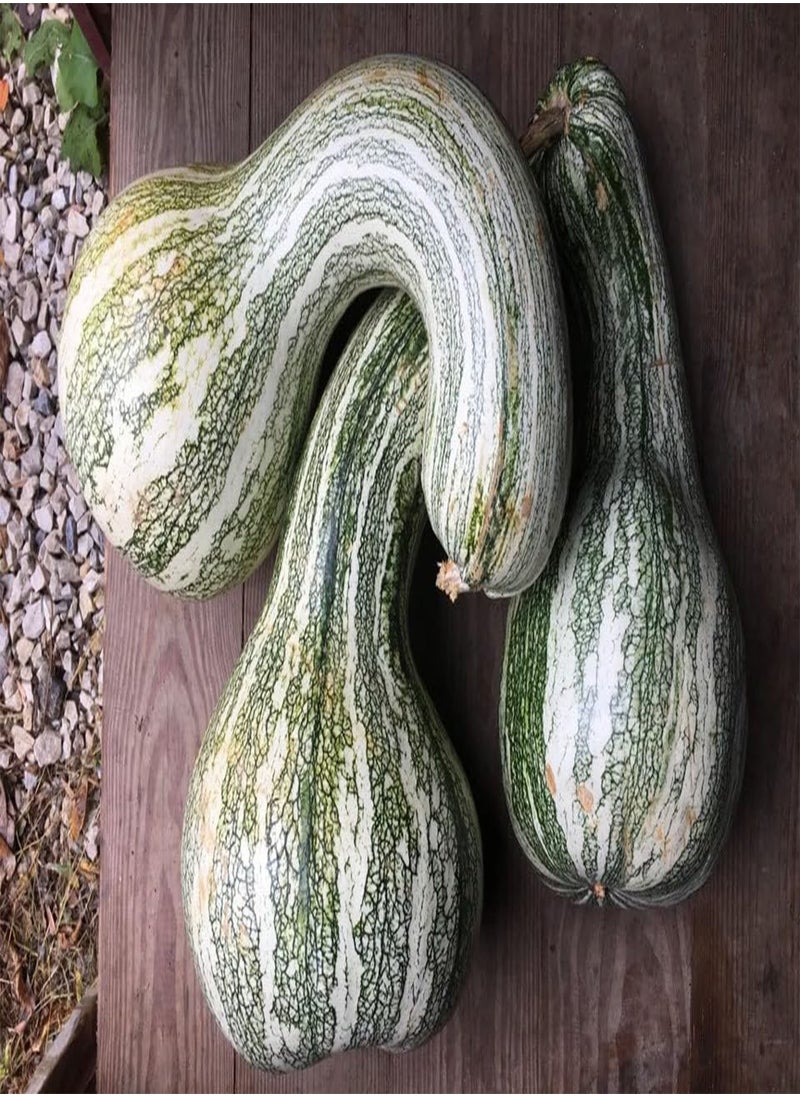 GGOOT Green Striped Cushaw Seeds - 20+ Count Packet - for 2024 Southern Kershaw Pumpkin Winter Squash Gourd Vegetable Seed  - Image 4