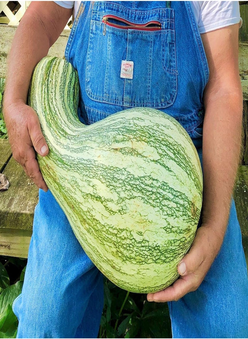 GGOOT Green Striped Cushaw Seeds - 20+ Count Packet - for 2024 Southern Kershaw Pumpkin Winter Squash Gourd Vegetable Seed  - Image 5