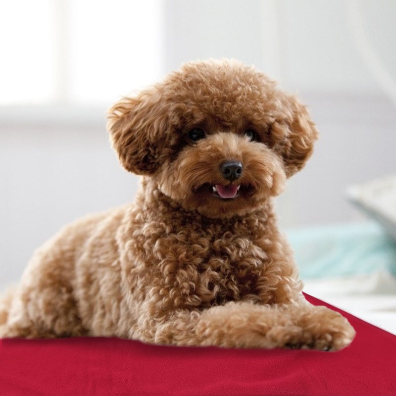 2pcs Comfortable Pet Heating Pad Pet Warm Heater Pet Sleeping Cushion for Home ( ) - Image 2