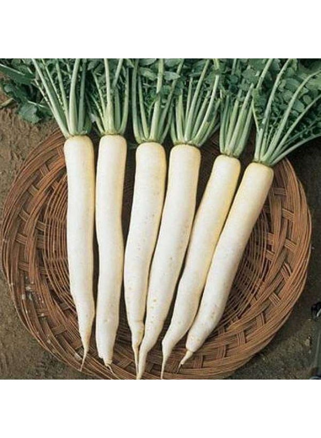 Radish F1 Great Long White Vegetable Seeds