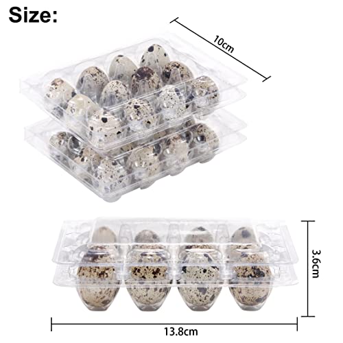 LayHyand 60 Pcs Quail Egg Cartons, Square Dozen Egg Boxes, Classical 3x4 Style Holds Up to Twelve 12 Count Small Quail Eggs Basket, Pigeon Eggs, Bulk Carton Quail Egg Tray Container for Refrigerator - Image 2