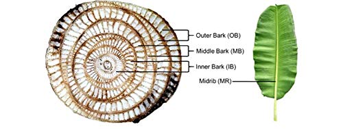 Saara HERBAL FRESH Banana Stem Powder 300g Vazhai Thandu PowderMusa Acuminata Kele Ka Tana Unnipindi Powder Helps to detoxify the body 300g Pack of 3 x 100g - Image 4