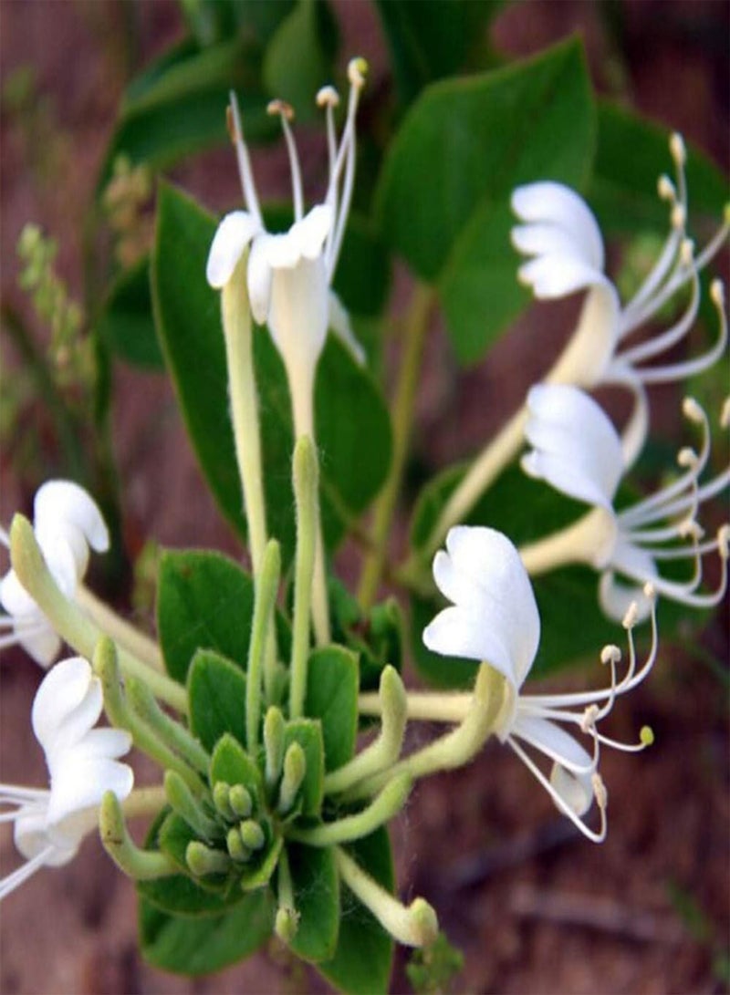 GGOOT 30pcs Honeysuckle Seeds Outdoor Garden Easy to Survive Heirloom Flowers Become Charming in The Courtyard Landscape Decorate The Garden Add Color - Image 2
