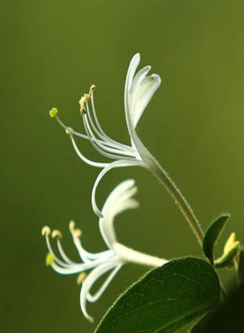 GGOOT 30pcs Honeysuckle Seeds Outdoor Garden Easy to Survive Heirloom Flowers Become Charming in The Courtyard Landscape Decorate The Garden Add Color - Image 3