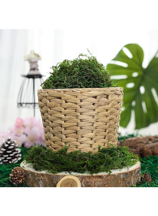 إيروريكس 150 جرام من الطحالب الخضراء للحرف اليدوية والطحلب الاصطناعي والطحلب الزخرفي للنباتات المحفوظة في أصيص وطحلب الأوركيد ومزيج التربة والجفت وطحلب الطحالب وأعمدة الحرف اليدوية والديكورات الزهرية لحفلات الزفاف قطعتان - Image 3