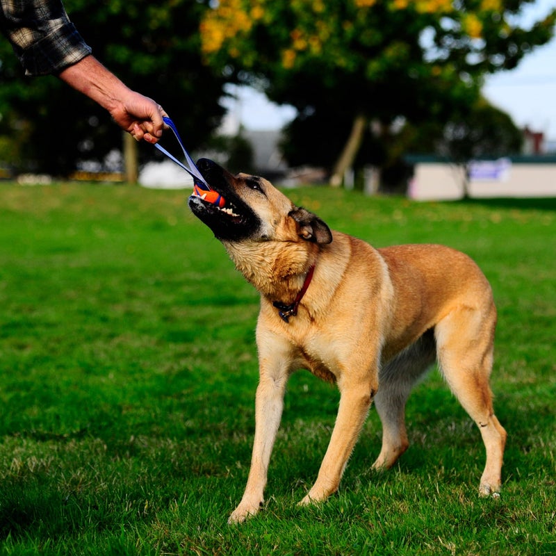 Chuckit! Ultra Tug Dog Toy, Medium Fetch and Dog Ball Tug Toy for Dogs 20-60 Pounds - Image 2