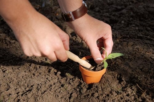 Esschert Design USA W4007 Secrets du Potager Wooden Mini Plant Dibber - Image 2