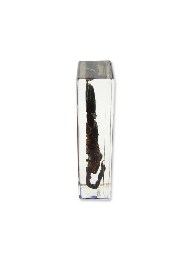 REALBUG Black Scorpion Paperweight (4.4X1.6X1.1) - Image 2