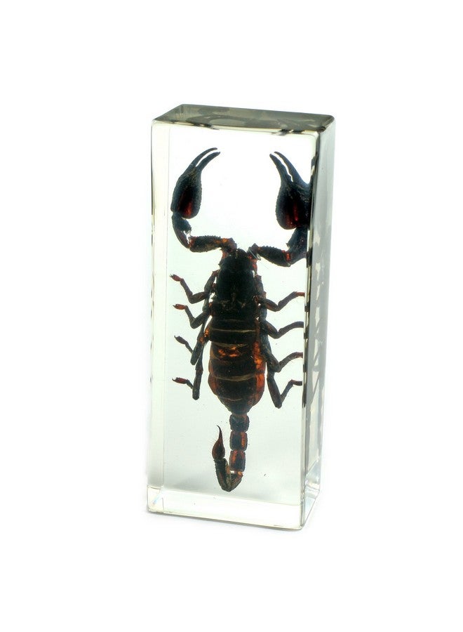 REALBUG Black Scorpion Paperweight (4.4X1.6X1.1) - Image 1