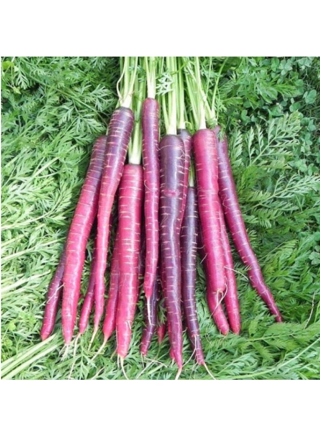 2000PCS Purple Carrot Seeds For Home Garden Planting - Image 1