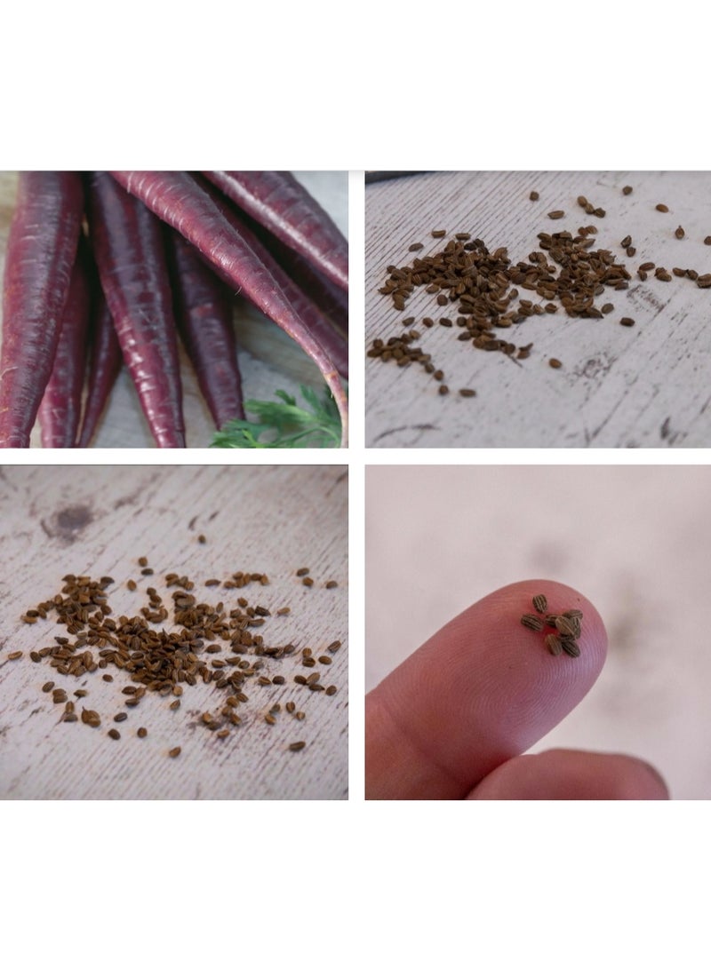 2000PCS Purple Carrot Seeds For Home Garden Planting - Image 2