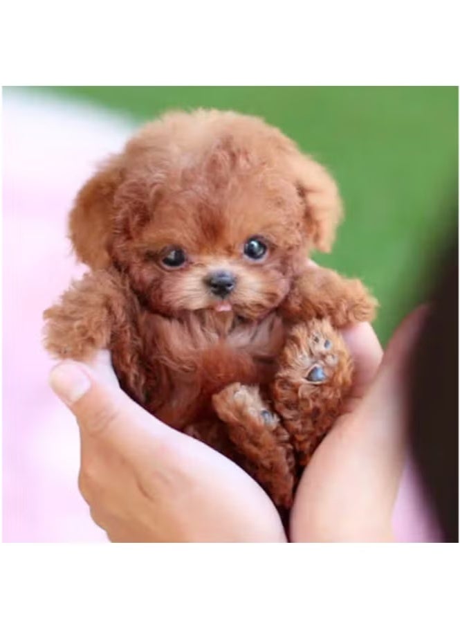 Select the robot dog Nico by number, robot puppy that behaves like a real dog, realistic robot AI pet dog, Nico robot puppy, electronic interactive plush dog that sits, barks, walks and runs B - Image 3