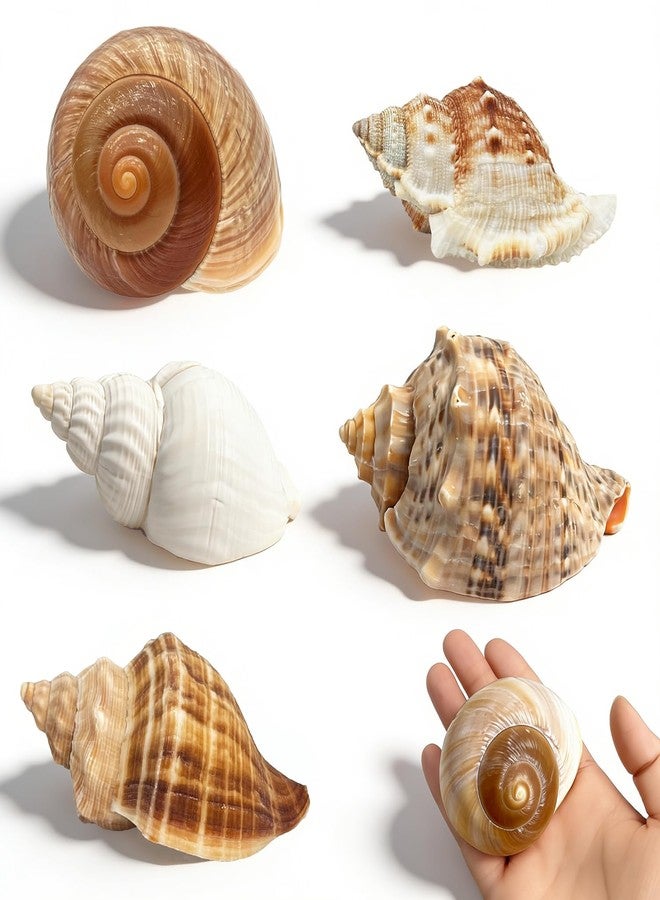 MOASIOP 5PCS Large Hermit Crab Shells Natural Turbo Seashells 2.56-3.9 inch Opening 1.5-2.5 inch for Hermit Crab Supplies Beach Decor - Image 1