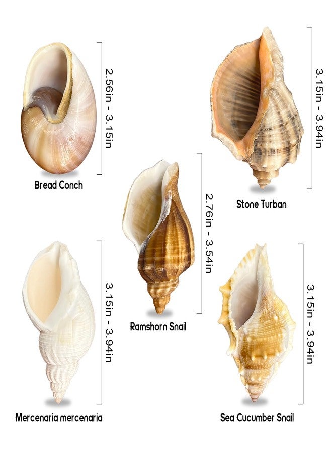 MOASIOP 5PCS Large Hermit Crab Shells Natural Turbo Seashells 2.56-3.9 inch Opening 1.5-2.5 inch for Hermit Crab Supplies Beach Decor - Image 2