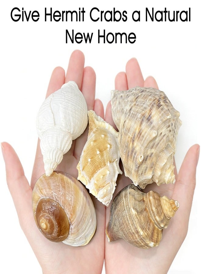 MOASIOP 5PCS Large Hermit Crab Shells Natural Turbo Seashells 2.56-3.9 inch Opening 1.5-2.5 inch for Hermit Crab Supplies Beach Decor - Image 3