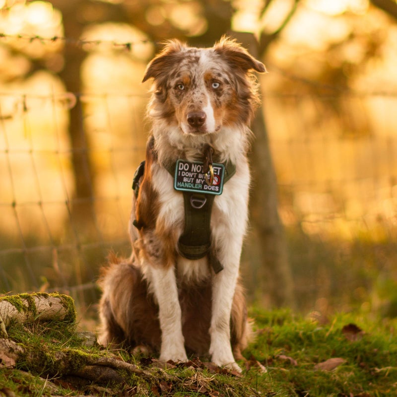 rabbitgoo Dog Harness Small Sized No Pull, Tactical Service Pet Vest with Molle and Control Handle, Adjustable and Reflective Military Harness for Easy Walking and Training, Black, S - Image 2