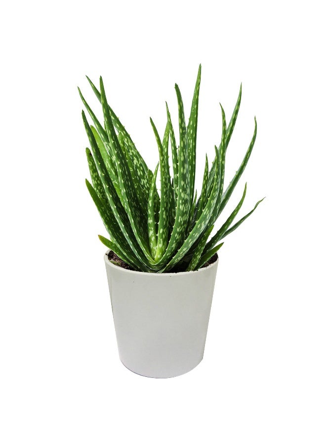 Ferns N Petals Aloe Vera Plant In A Pot
