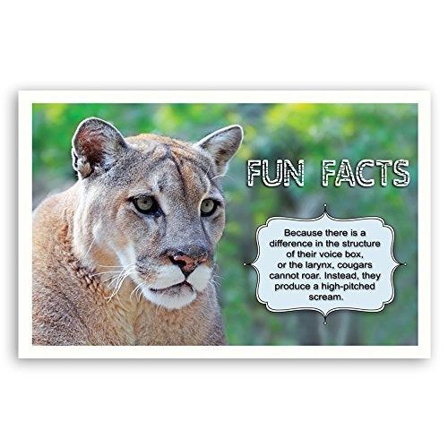 Postcard Fair FUN FACTS postcard set of 20. Post card variety pack with trivia and fun fact theme postcards. Made in USA. - Image 5