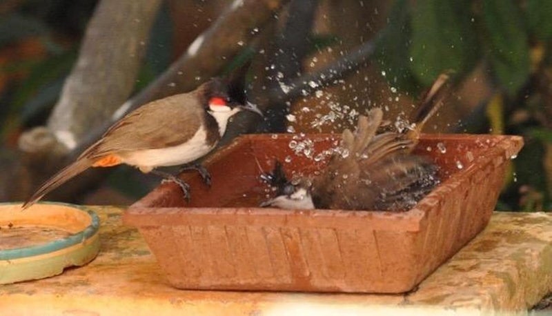 CRAFT PARK Sajan Creation Earthen Pot Teracotta Bird Bath 9 Inch X 9 Inch Set of 2 - Image 3