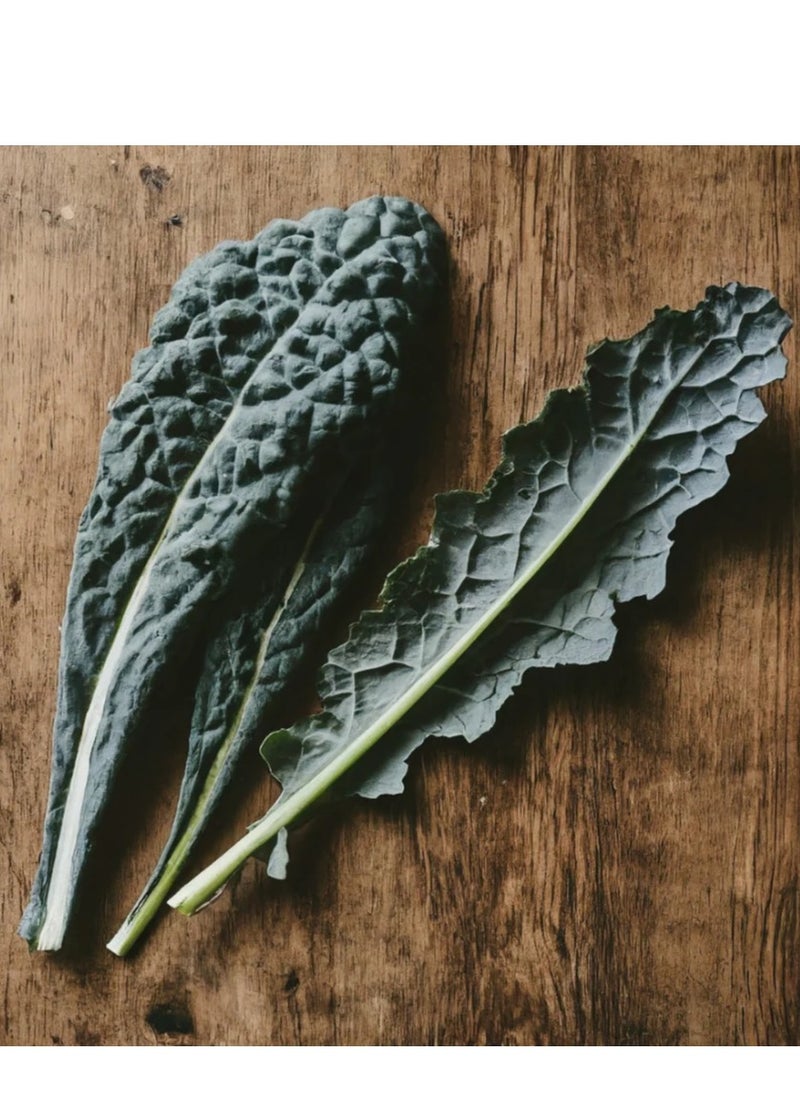 GROW - Kale Black Magic seeds - Image 1