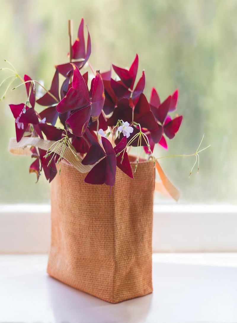 جي جوت 5 قطع من بذور نبات الأكساليس ذات الأوراق الأرجوانية والزهور البيضاء المزهرة، تأثير زراعة كبير في مساحة كبيرة، ديكور فني رائع للحديقة، اصنع بيئة جميلة - Image 2