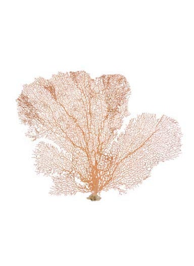 Nautical Crush Trading Orange Coral Sea Fan 7 to 10  Natural Real Piece Plus Free Nautical eBook 