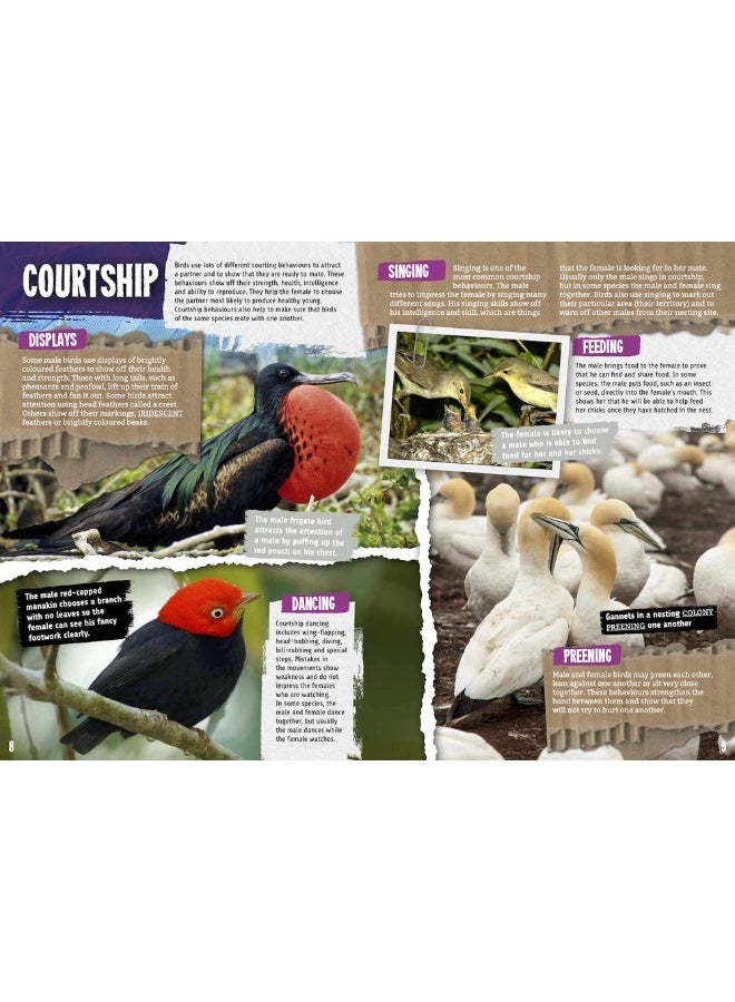 Birds - Image 5