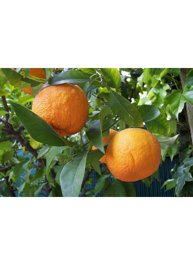 MALVANIYA HERBAL CARE - Orange Peel Face Pack Natural Herbal Santra Chilka Powder (100 Grams) - Image 1