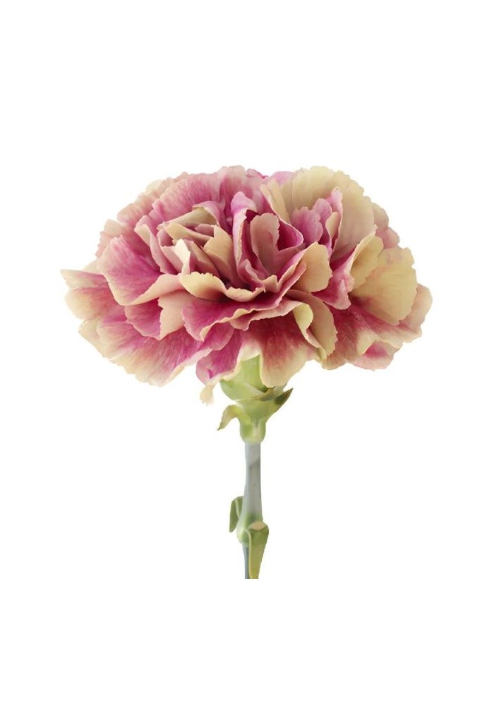Carnations, Antigua - 20 stems - 70cm, Colombia