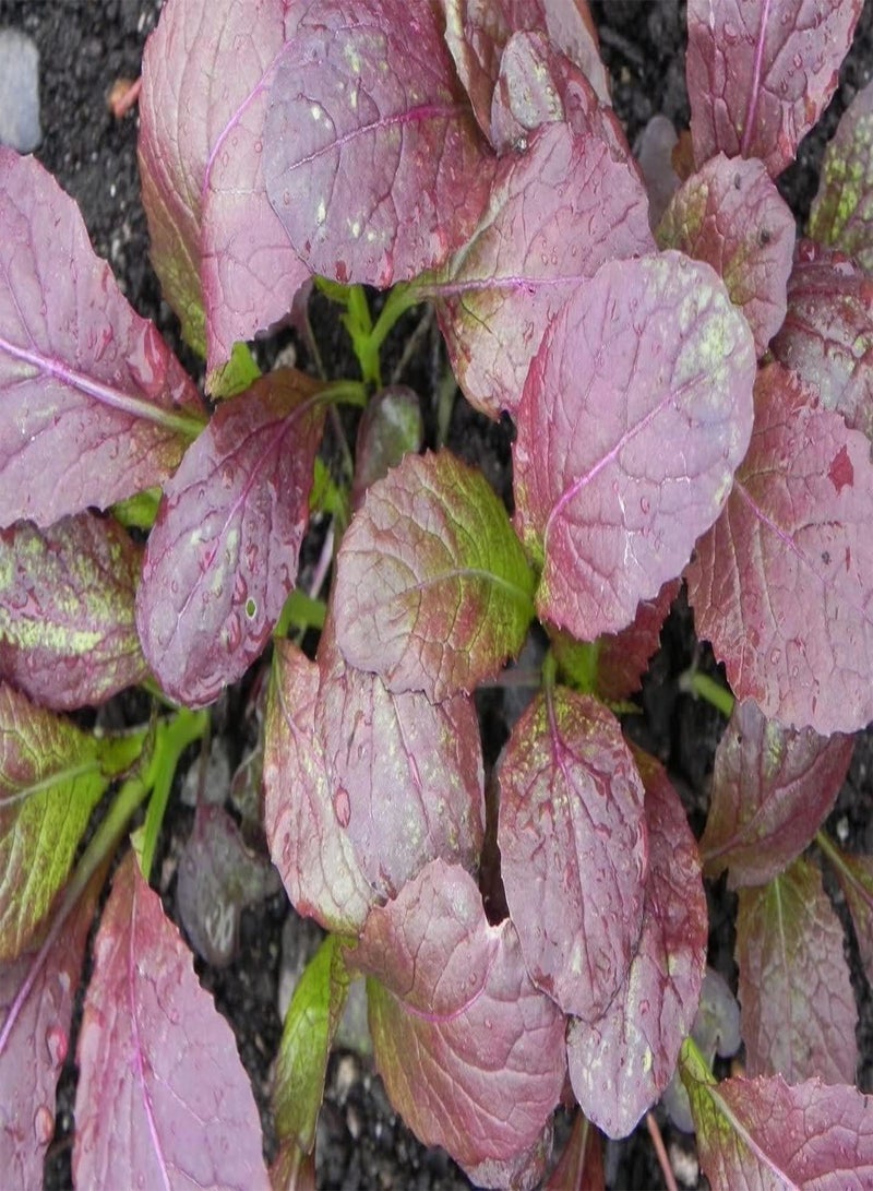 GGOOT - Mustard Red Lion 1,440 (3g's) BabyLeaf Vegetable Seeds (Fast Growing Good Yields) - Image 1